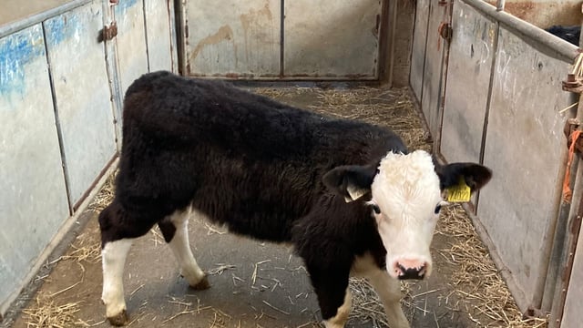 Strong trade for autumn-born calves at Enniscorthy Mart