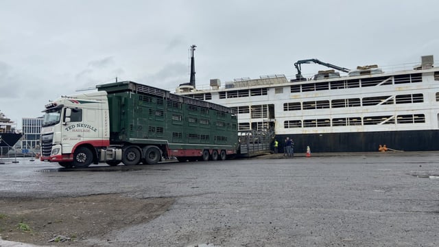 5,500 Irish cattle set sail on board separate consignments