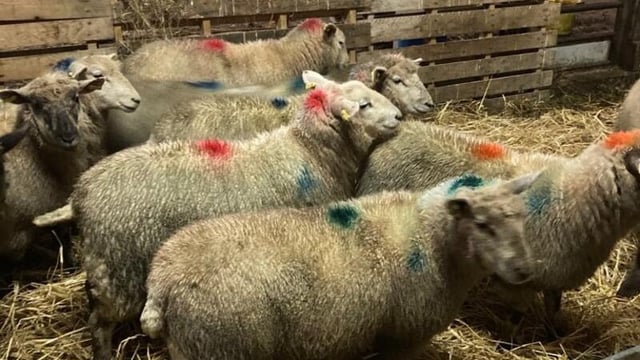 Sheep marts: Lambs making up to €160/head at Inishowen Mart