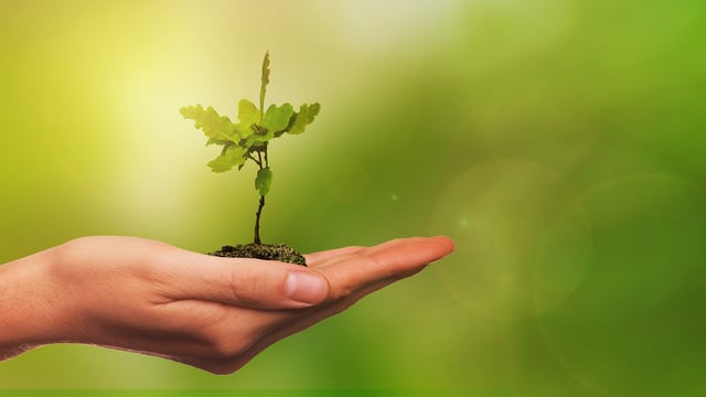 DAFM: €1.6m in funding awarded to forestry promotion projects