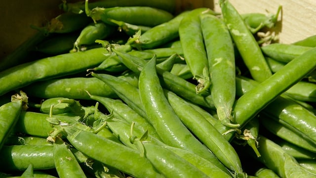 Ireland has lowest production of high-value protein crops in EU