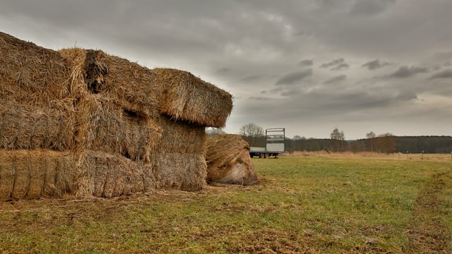 DAFM: Rules for importing hay and straw this winter