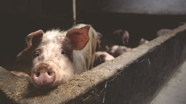 Report: Return to profitability in global pork production