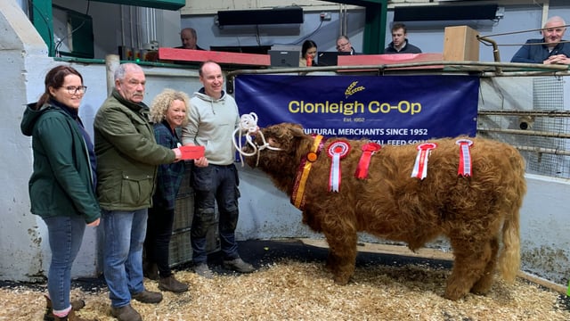 Report: Stranorlar rare breed cattle show and sale