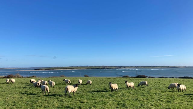 23 counties reduced participation in final Sheep Welfare Scheme