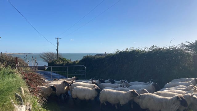 Sheep kill: Weekly throughput falls to lowest since August