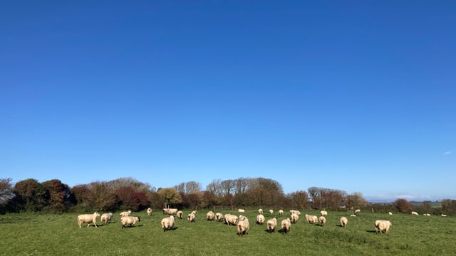 Sheep trade: Prices hold as low supplies continue
