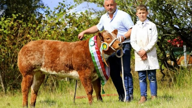 Weanling heifer sells for €13,600 in McNamee sale