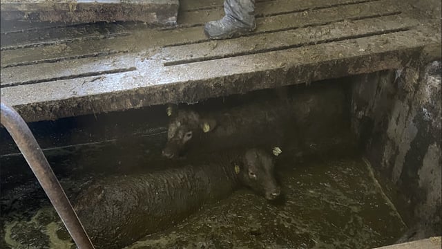 Close call as slats give way in livestock shed on Offaly farm