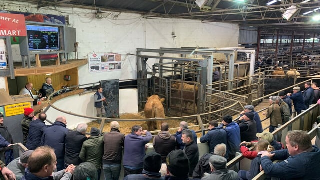 Renowned cattle auctioneer retires after 50 years of service