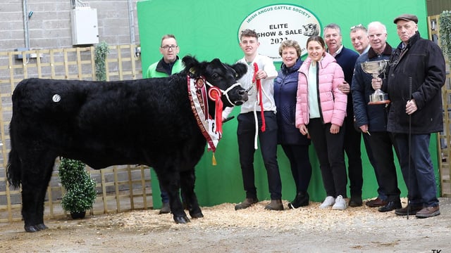 Castlerea-bred Angus heifer hits €10,200 at elite sale in Carrick