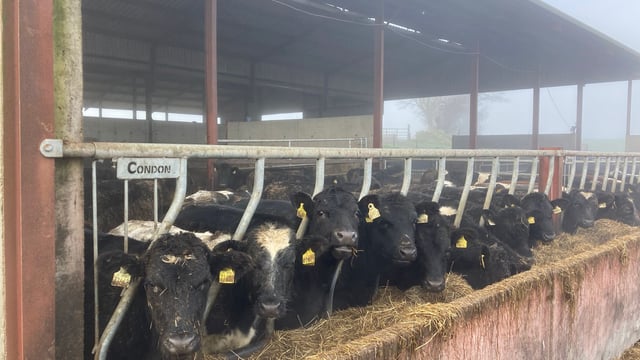 ABP Demo Farm: Cattle kill out results and weanling weights