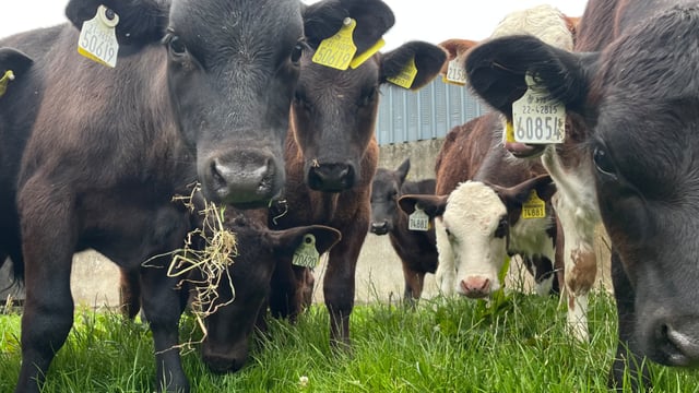 Turning calves out to grass: what to be wary about