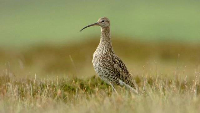 BirdWatch Ireland calls for new Wildlife Crime Unit