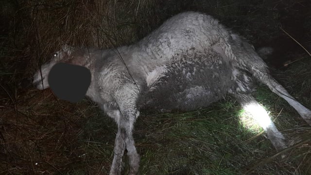 Kerry sheep farmer calls for compensation fund after dog attack