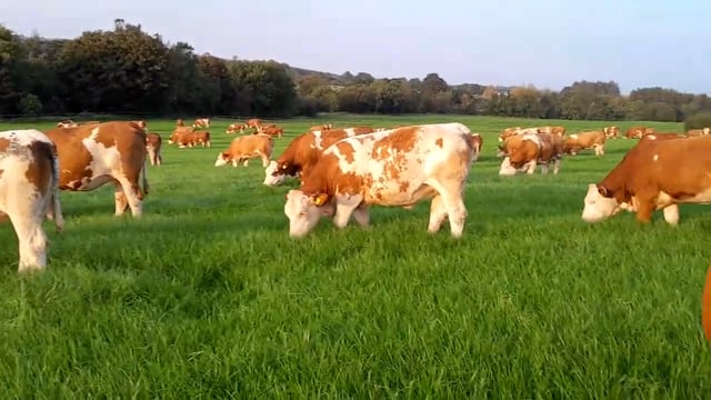 Portumna Mart to host Fleckvieh herd dispersal