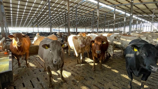 Beef Focus revisited: Meath beef farm finishing 5,000 cattle/year