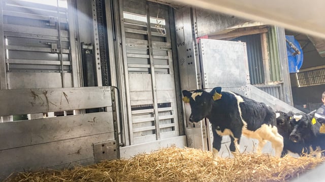 Surge in Irish cattle exports to Eastern European countries