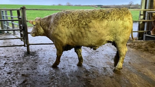 Farmer to donate proceeds of Angus bullock sale to Dublin hospital