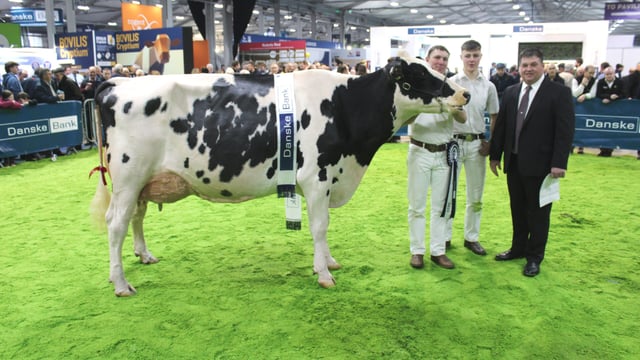 Livestock entries open for Royal Ulster Winter Fair