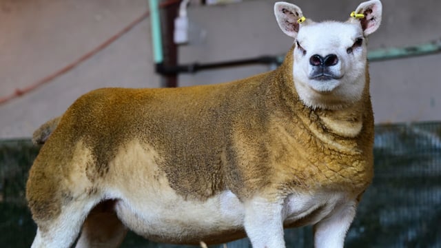 Texel Festive Crackers in-lamb sale returns to Ballymena