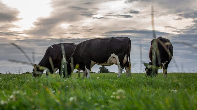 New NDC Spotlight Series on securing the future of Irish dairy