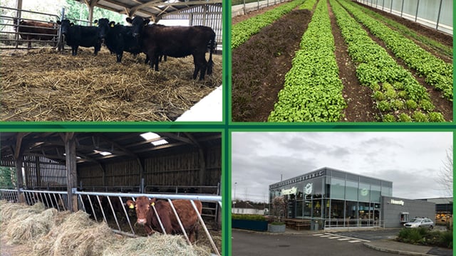 Beef focus revisited: Organic Dexter beef in west of Ireland