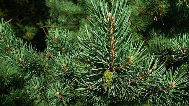 DAFM confirms first finding of non-European bark beetle in Ireland