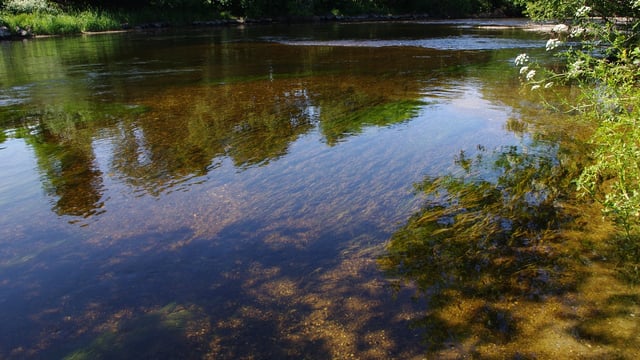 Wildlife charity calls for 'urgent action' on NI water quality