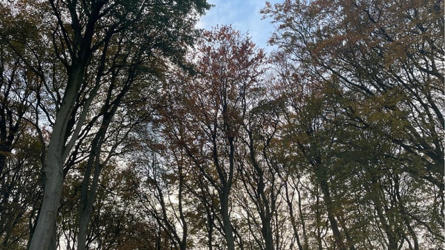 Forestry knowledge events to take place across Ireland early 2024