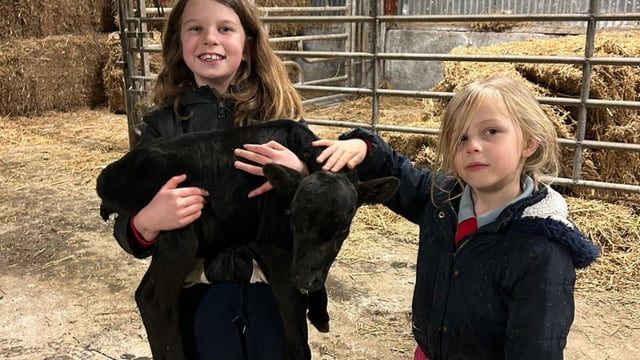 Over 5 weeks premature calf 'hardy and doing well' in Galway