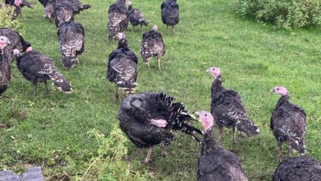 Farmer shares the tale of the turkey from farm to plate