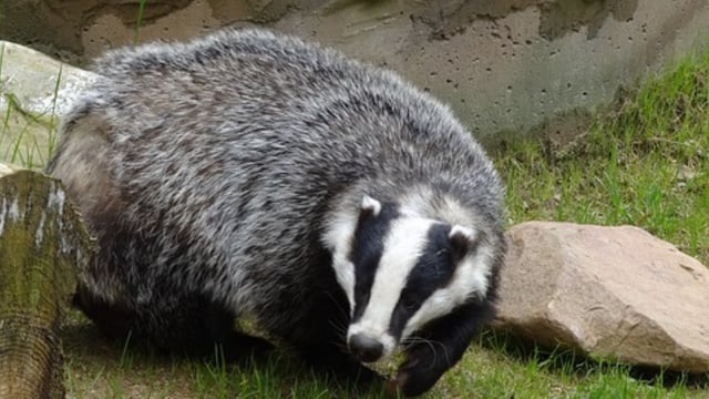 Over 7,800 badgers captured for vaccination this year
