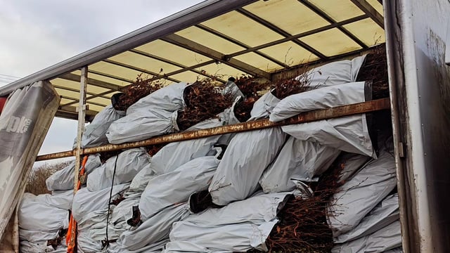 Over one million whitethorn or hawthorn imported in 2023