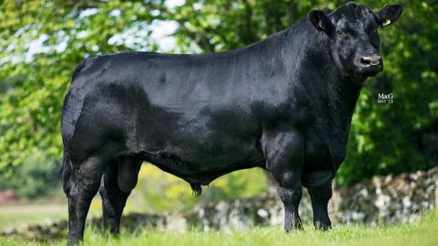 Unique format Angus genetics sale set for this weekend