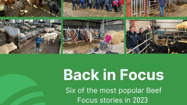 Beef Focus revisited: 6 farms back in focus for Christmas