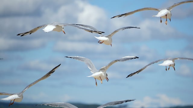 Minister sounds warning after recent bird flu detections in the wild