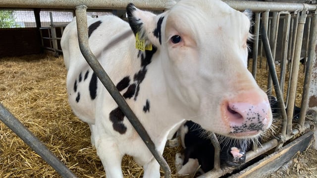 Calls for 'straw bedding and stock-boarded pens' for calves at marts