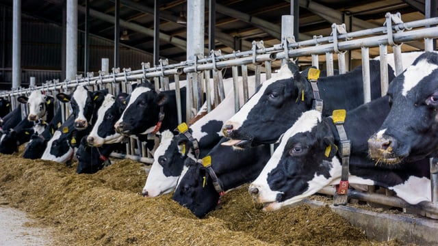Conception rates in autumn-calving cows at high levels