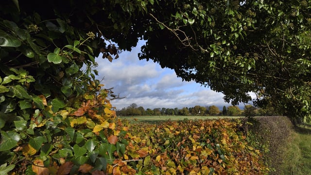 Bill introduced to Dáil seeks to protect 'significant hedgerows'