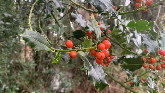 Reflection: Holly - the first sign of Christmas