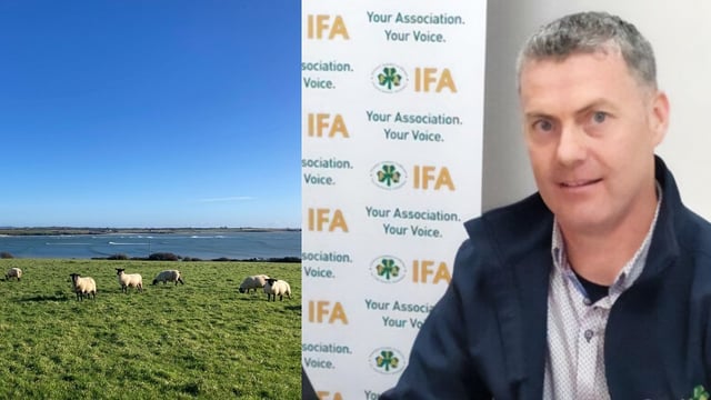 Bluetongue a 'big concern' for Irish sheep farmers in 2024