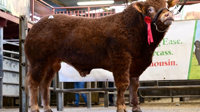 Westmeath breeders take top price at Athenry Limousin sale