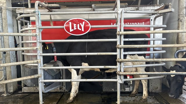 Dairy Throwback: Family using robot to set up second dairy unit