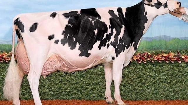 Irish breeders achieve 12,000gns at Black and White sale