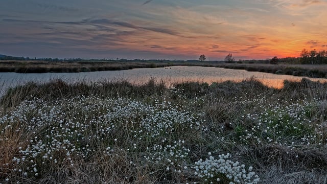 EESC highlights support for nature restoration to Belgian minister