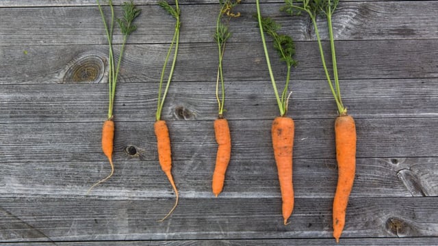Supplement producers are going to 'lose out' amid carrot research