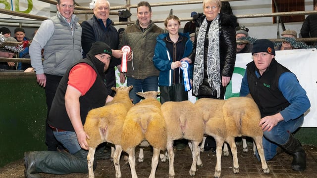 Raphoe Mart Christmas lamb show and sale sees prices top €285/head