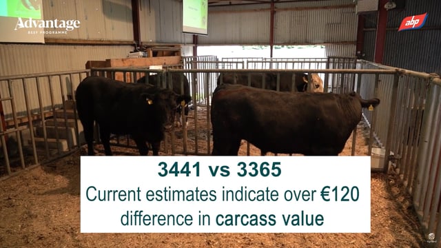 Watch: Thrive of high and low CBV Angus bullocks compared