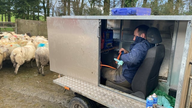 Early-lambing flocks scanning  poor but mid-season 'much better'